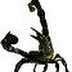 La piqûre du scorpion