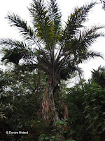 Tagua tree palm - Senator Fong's Plantation and Gardens, Oahu, HI