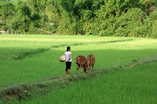 mai-chau