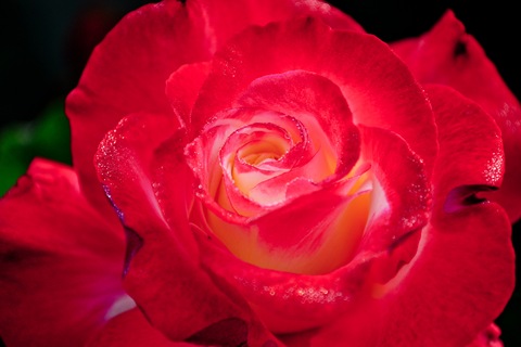 Roses-6