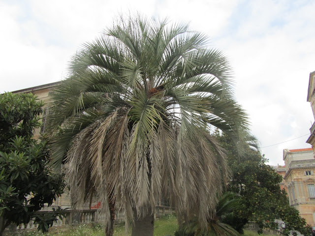 Butia capitata chioma