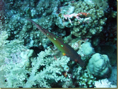 Wrasse