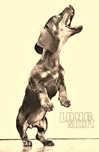 The Long and Short of it All: A Dachshund Dog News Magazine: January ...