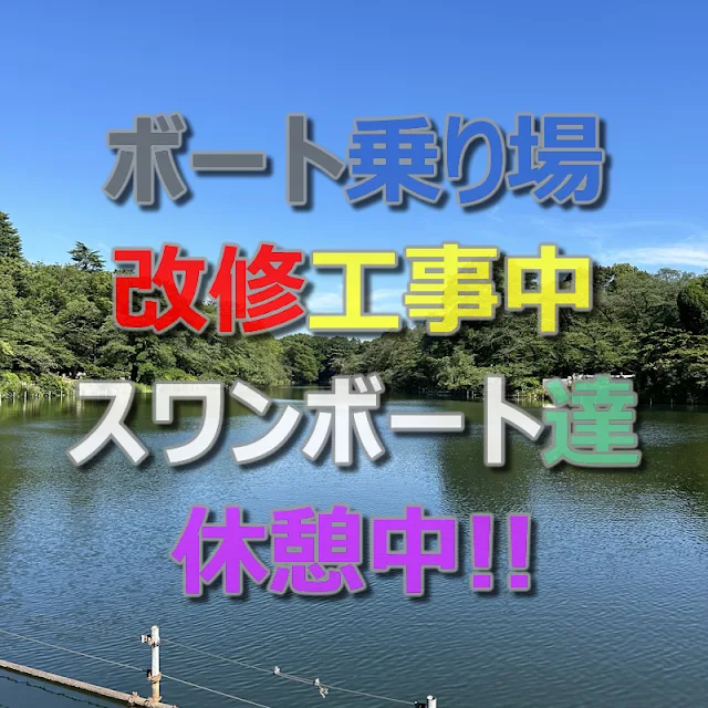 井の頭公園のボート乗り場が改修工事でスワン達が休憩中（2023年6月12日～12月中旬）