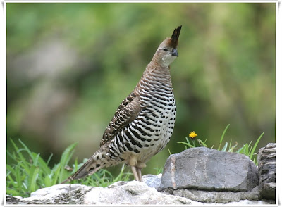 Banded Quail