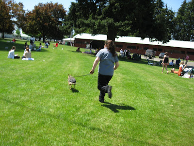 The cavy running on a leash with its owner