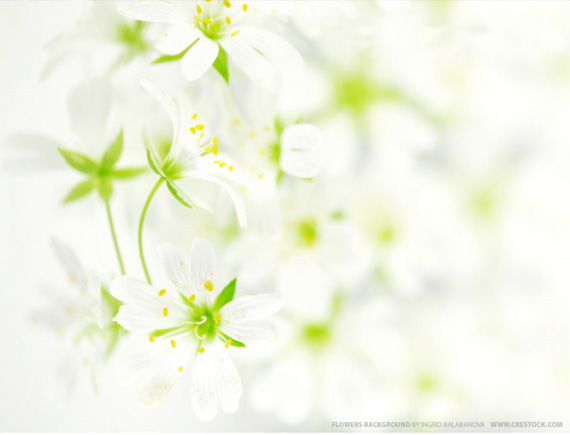 spring flower wallpaper. Flowers Background