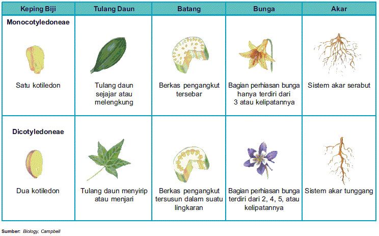 Ciri dan Perbedaan Tumbuhan Monokotil dan Dikotil 