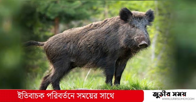 জুড়ীতে বুনো শুকরের আক্রমণে আহত ১