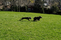 Raya chasing Lucy in Graydon Hall