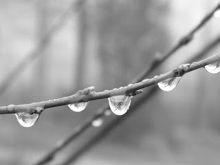 black and white photo of rain drops hanging from a bare branch