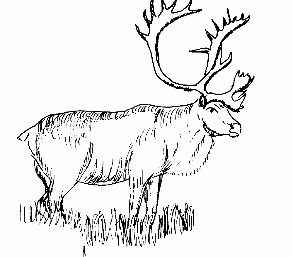 Realistic Animal Coloring Pages Deer A Grass