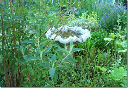 birdbath