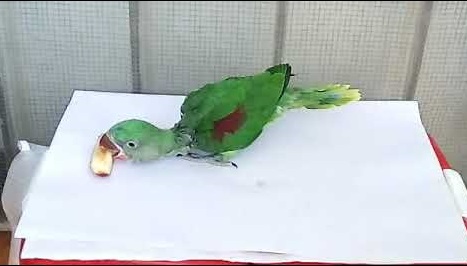 Alexandrine Parrots Taxonomy, Etymology, Phylogeny, Ecology, Behavior and Description