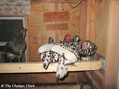 My first dozen chickens to occupy the coop never required chasing or encouragement to roost inside the coop at night, but when I added the first of many subsequent flock members to the coop, I found myself coaxing chickens off the roof or from underneath the coop after dark.
