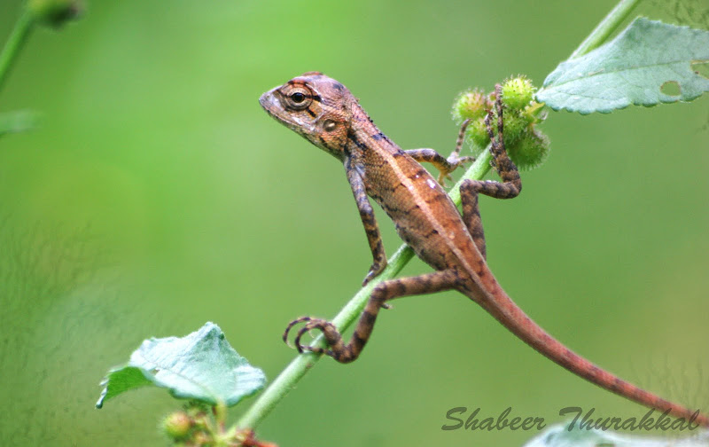 garden lizard