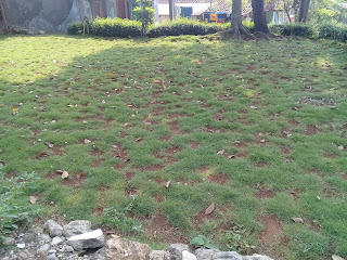 Harga jual rumput jepang