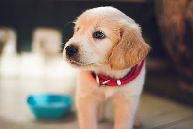 A photo of a Labrador puppy with a red collar