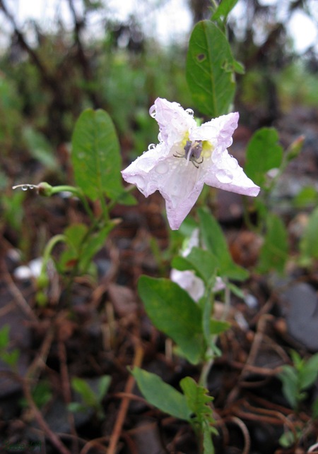 blondeblomst