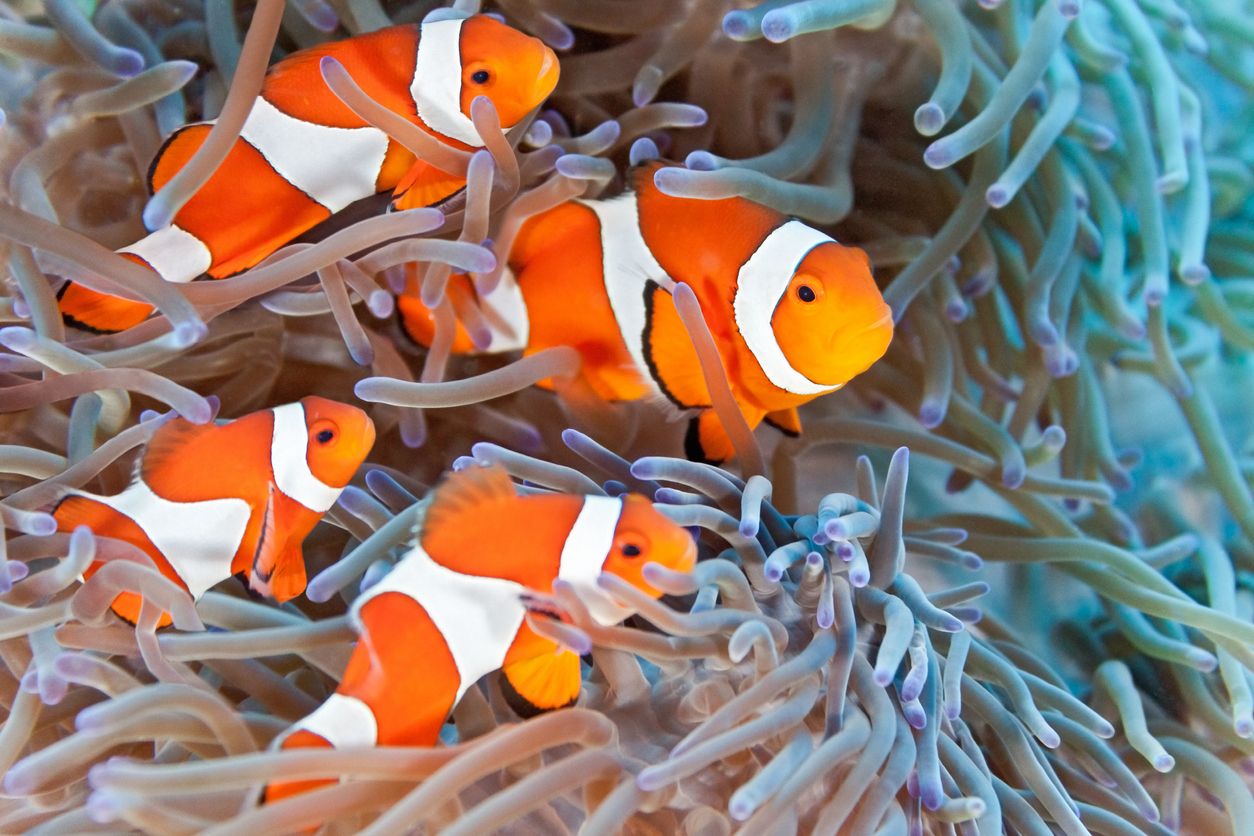 17 Jenis Ikan  Hias Air Laut  yang Mudah Dipelihara 