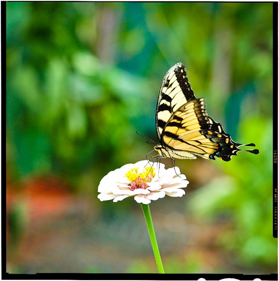 butterfly-6582a