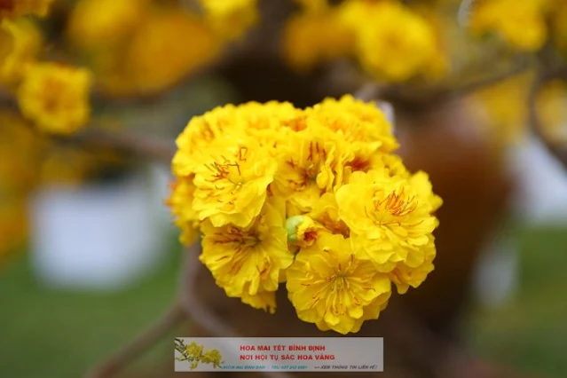 Những cây mai vàng đoạt giải hội hoa xuân Tao đàn năm 2021