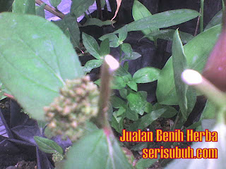 Ara Tanah (Euphorbia hirta)  Jualan Benih dan Koleksi 