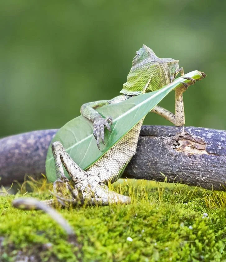 Rango plays guitar, funny image