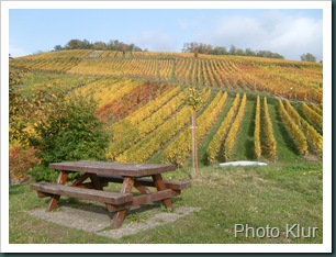 Le vignoble