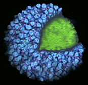 I Virologi messi KO dal Norovirus!