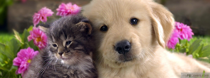  Cat and Dog facebook cover