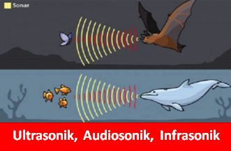 Apa yang  dimaksud dengan gelombang ultrasonik infrasonic 