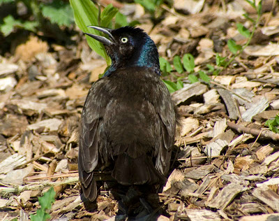 common grackle flight. common grackle flight.