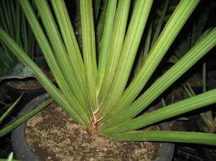 Sansevieria Koko