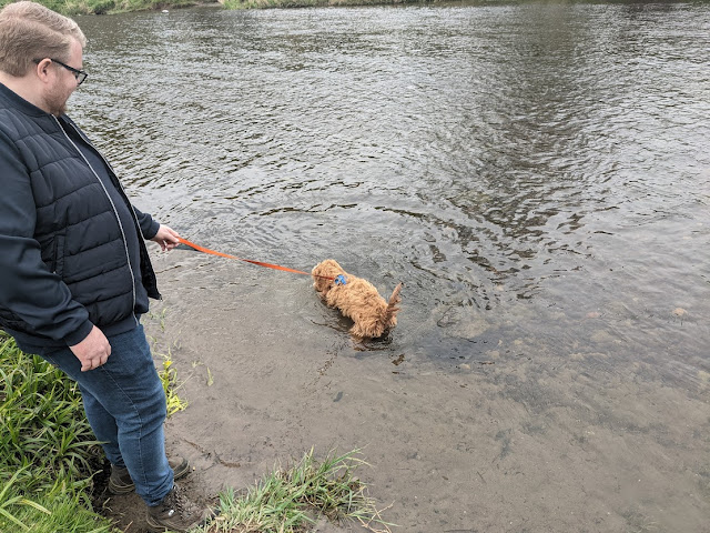 A Dog Friendly Holiday in Rothbury  - dog paddling in river coquet