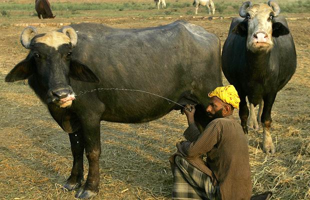 Cow Buffalo Bull Ox  Download Photos