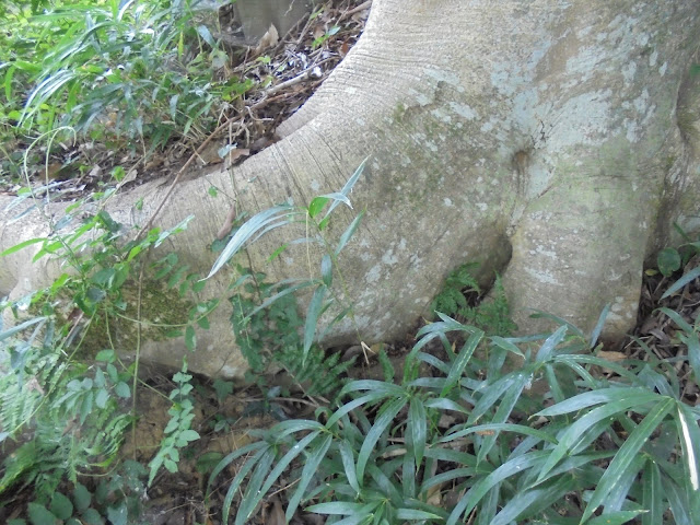 中海登り道途中の大木