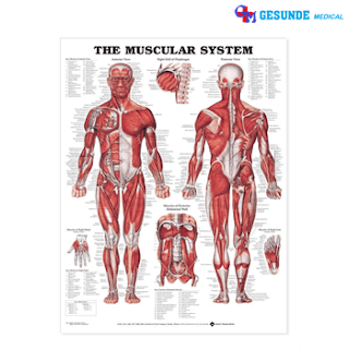 Anatomical Chart Sistem Otot