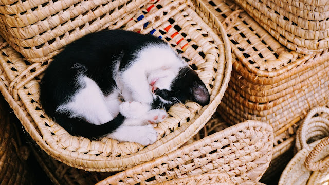 cat sleeping, curled up, animals, cat, chairs, black and white, cute, sleep, wallpapers