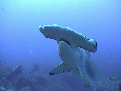 Beautiful Hammerhead Shark