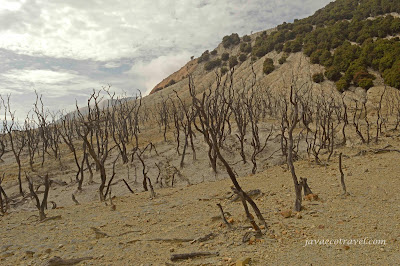 Dead Forest Papandayan