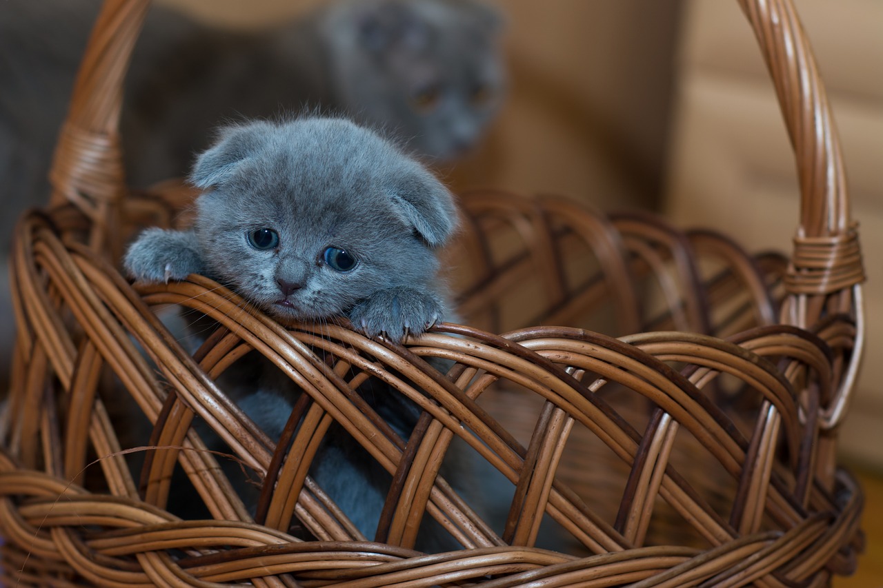 Que Achmad Dot Com: Gambar Kucing Comel Dan Manja (Anak Kucing 