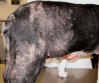 dog skin cancer pictures