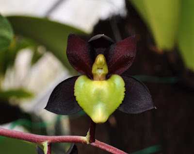 Catasetum tenebrosum care and culture