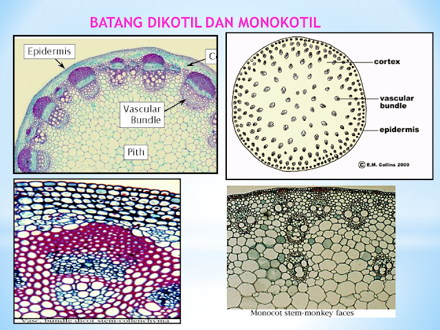 Batang Dikotil dan Monokotil