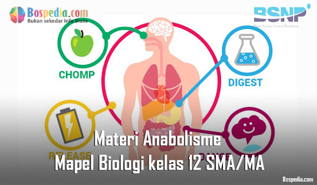 Materi Anabolisme Mapel Biologi kelas 12 SMA/MA