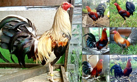 View album