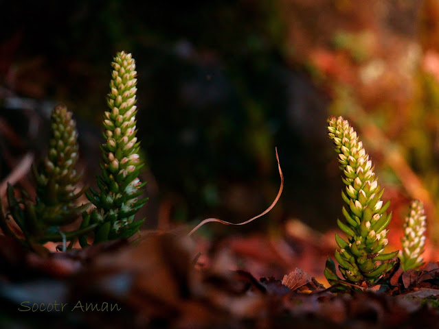 Orostachys japonica