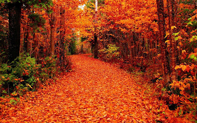 autumnal-red-leaves-pictures