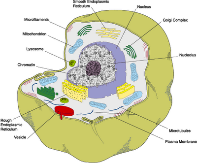 animal cell diagram with labels for kids